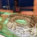 Excitement as the Giant Snake, Omieri, makes return to Nyanza