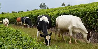 Bachelor of Science in Agricultural Economics course