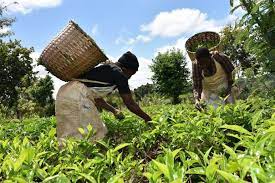 KTDA latest news for tea farmers.