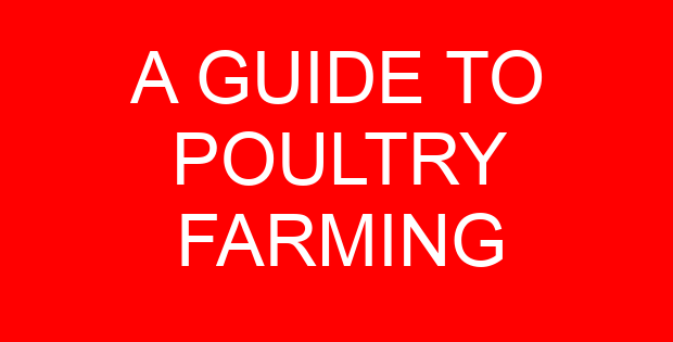 A GUIDE TO POULTRY FARMING