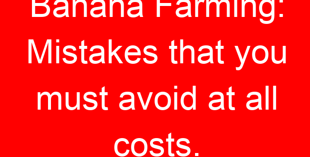 Banana Farming: Mistakes that you must avoid at all costs.
