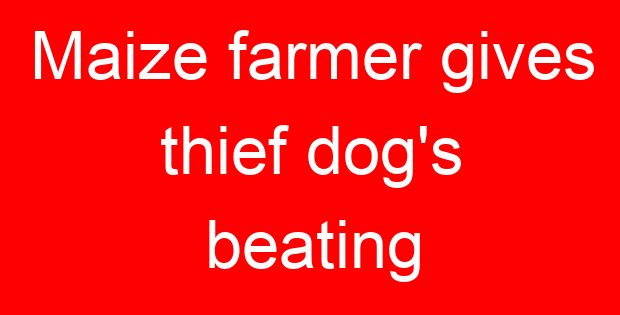 Maize farmer gives thief dog’s beating