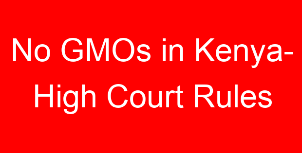 No GMOs in Kenya- High Court Rules