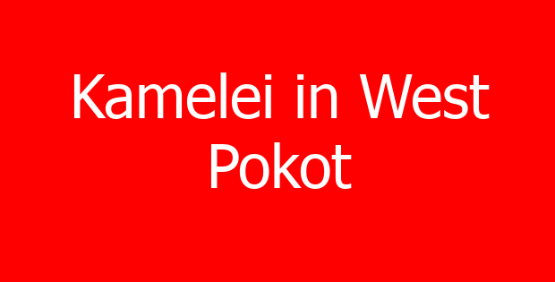 Kamelei in West Pokot